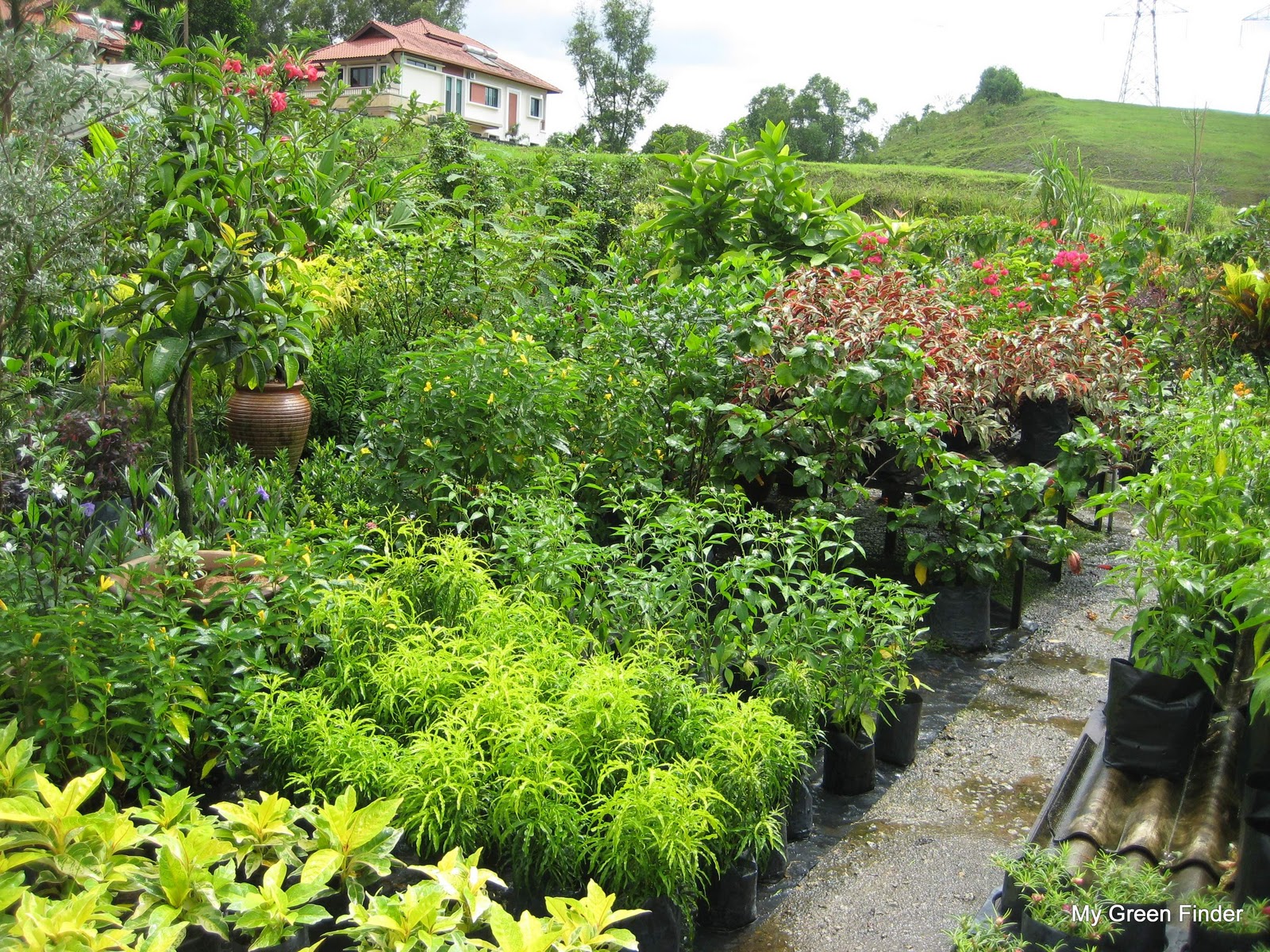 ダイエット お茶は10万種の中で一番!