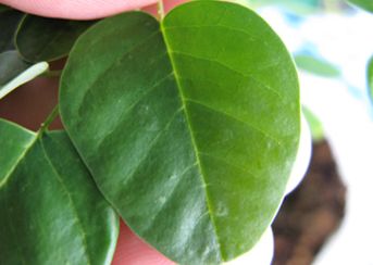 ダイエット茶の葉