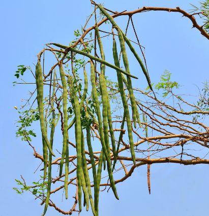 ダイエット お茶の副作用?